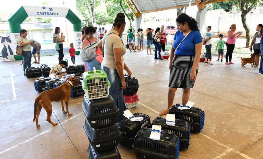 CastraPet Paraná: Estado reforça cuidados prévios para a esterilização de cães e gatos