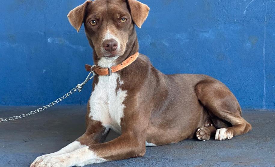 Estado retoma CastraPet em 42 municípios em janeiro