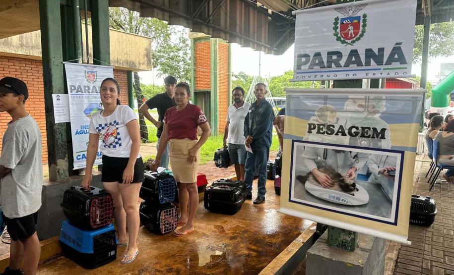 CastraPet Paraná: Estado reforça cuidados prévios para a esterilização de cães e gatos
