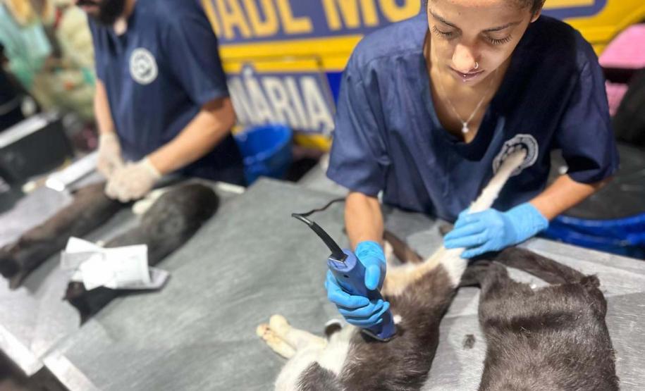 CastraPet Paraná: Estado reforça cuidados prévios para a esterilização de cães e gatos