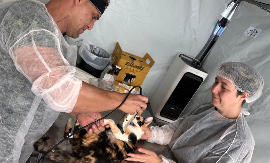 Estado retoma CastraPet em 42 municípios em janeiro