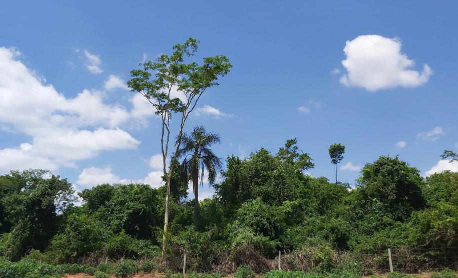 Estado divulga relação final de reservas naturais do edital de créditos de biodiversidade