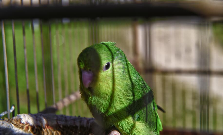 Técnicos do Instituto Água e Terra (IAT) fizeram a soltura de seis pássaros no Litoral do Paraná