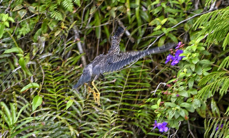 Técnicos do Instituto Água e Terra (IAT) fizeram a soltura de seis pássaros no Litoral do Paraná
