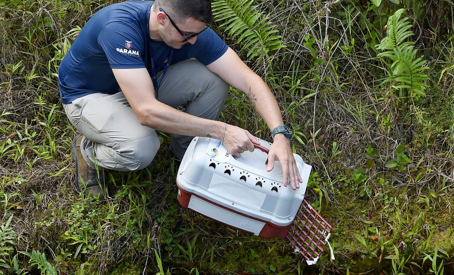 Técnicos do Instituto Água e Terra (IAT) fizeram a soltura de seis pássaros no Litoral do Paraná