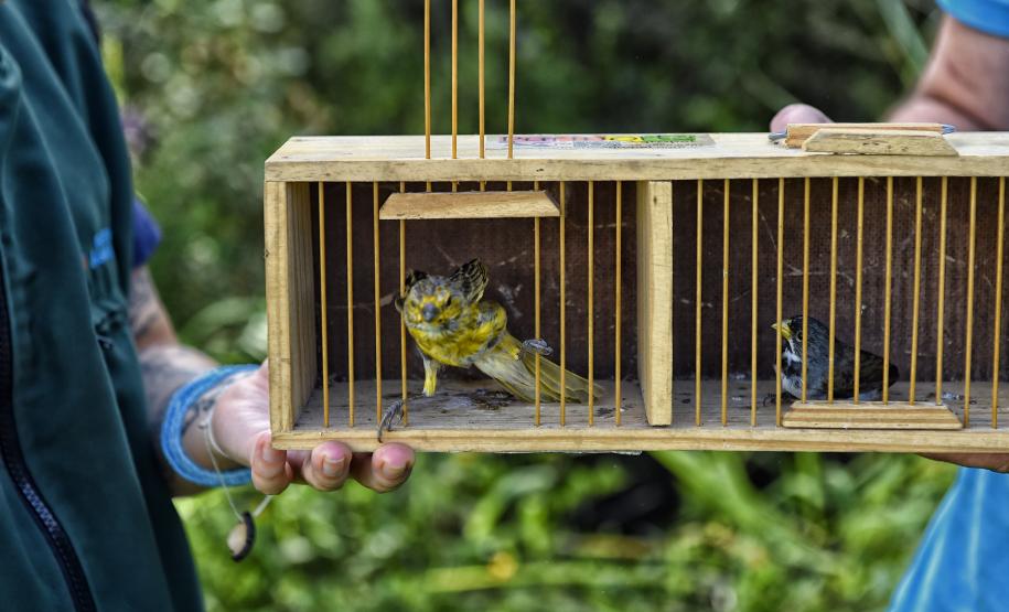 Técnicos do Instituto Água e Terra (IAT) fizeram a soltura de seis pássaros no Litoral do Paraná