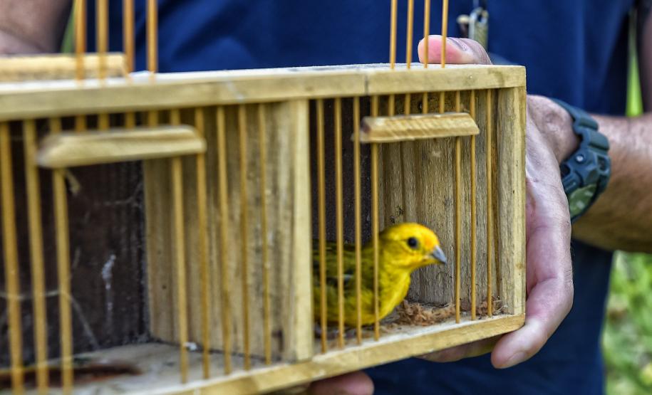 Técnicos do Instituto Água e Terra (IAT) fizeram a soltura de seis pássaros no Litoral do Paraná
