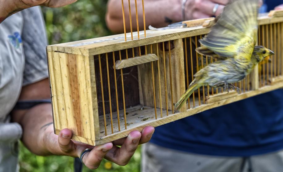Técnicos do Instituto Água e Terra (IAT) fizeram a soltura de seis pássaros no Litoral do Paraná