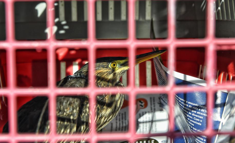 Técnicos do Instituto Água e Terra (IAT) fizeram a soltura de seis pássaros no Litoral do Paraná