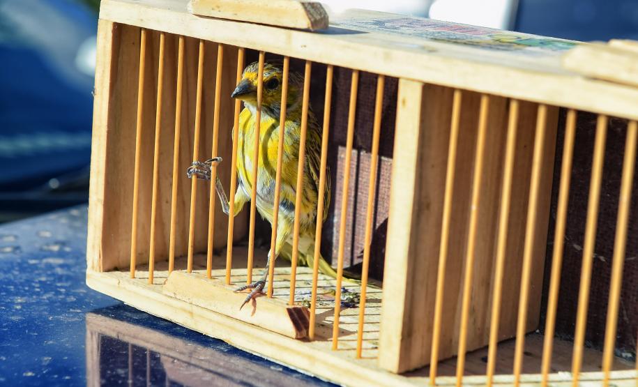 Técnicos do Instituto Água e Terra (IAT) fizeram a soltura de seis pássaros no Litoral do Paraná