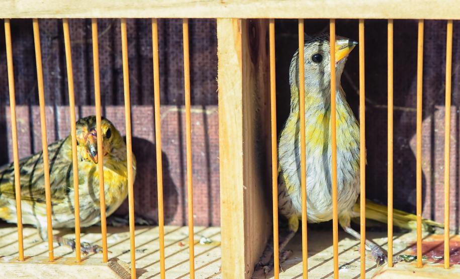 Técnicos do Instituto Água e Terra (IAT) fizeram a soltura de seis pássaros no Litoral do Paraná