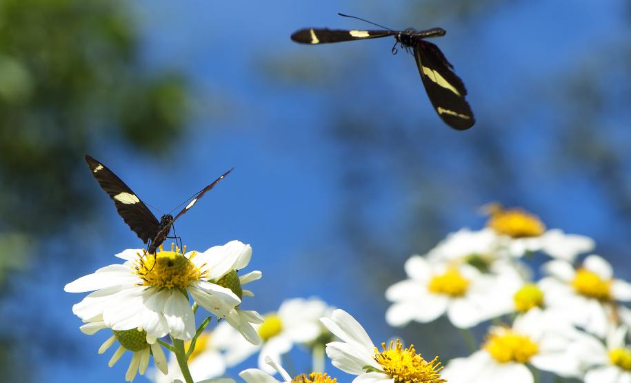 Paraná conta com 78 mil “Maracanãs” de área protegida por Reservas Particulares do Patrimônio Natural