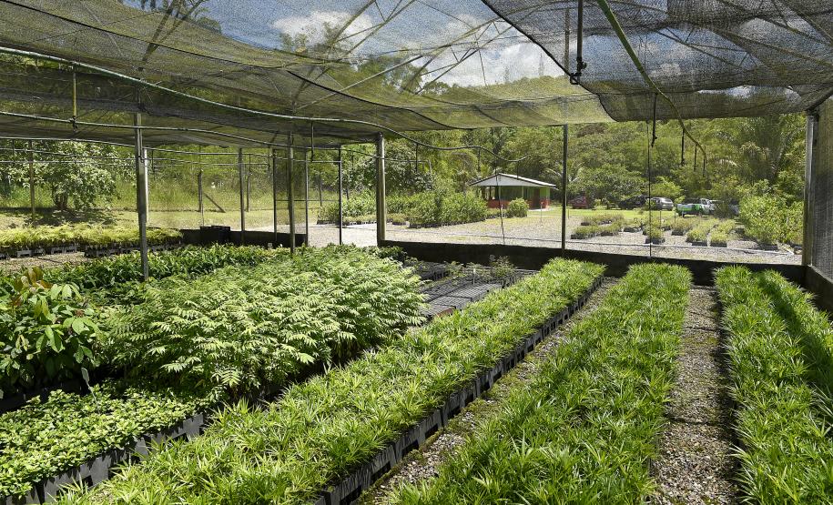 “Um dia no viveiro” mobiliza comunidade litorânea para a educação ambiental