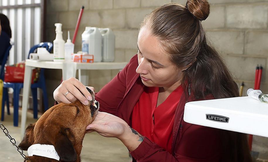 CastraPet leva saúde e bem-estar a cães e gatos da Região Metropolitana de Curitiba