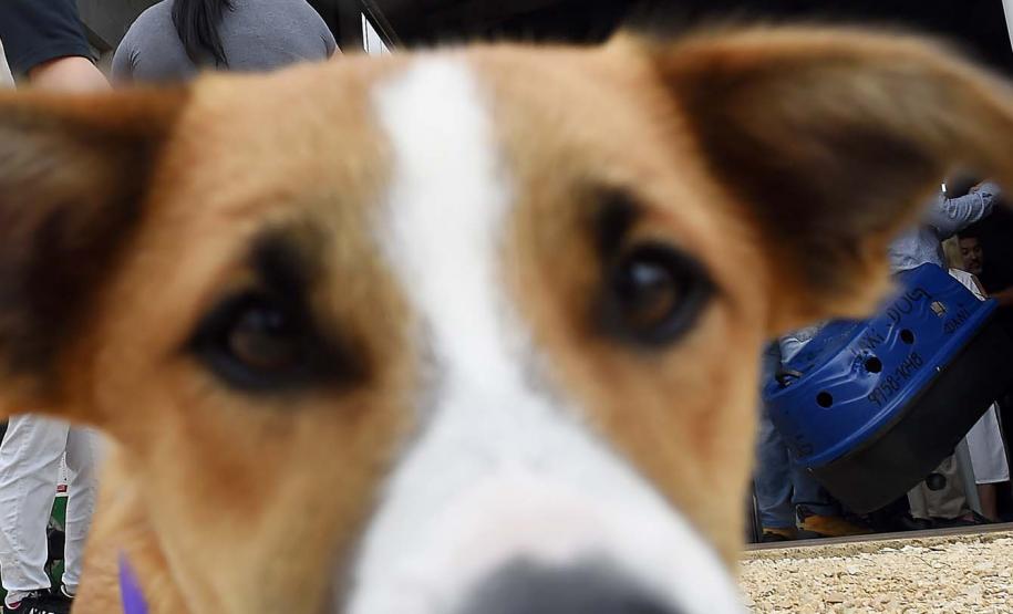 CastraPet leva saúde e bem-estar a cães e gatos da Região Metropolitana de Curitiba