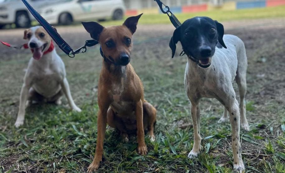 Com destaque para RMC, CastraPet vai beneficiar cães e gatos de 42 municípios em fevereiro