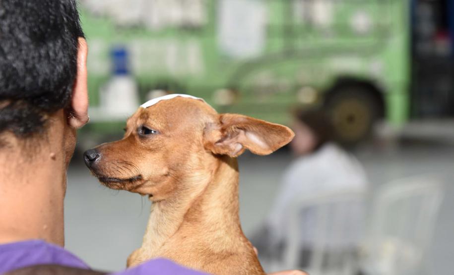 CastraPet leva saúde e bem-estar a cães e gatos da Região Metropolitana de Curitiba