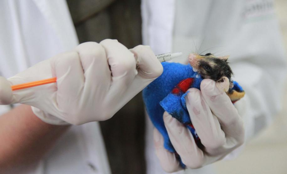 Governo do Estado registrou 6.025 atendimentos à fauna silvestre em 2025, um aumento de 61% em relação ao ano anterior.