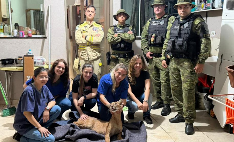 Onça-parda, fêmea e jovem, foi resgatada em uma residência de Maringá, no Noroeste do Estado