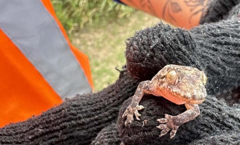 Monitoramento ambiental garante requalificação eficiente da orla de Pontal do Paraná