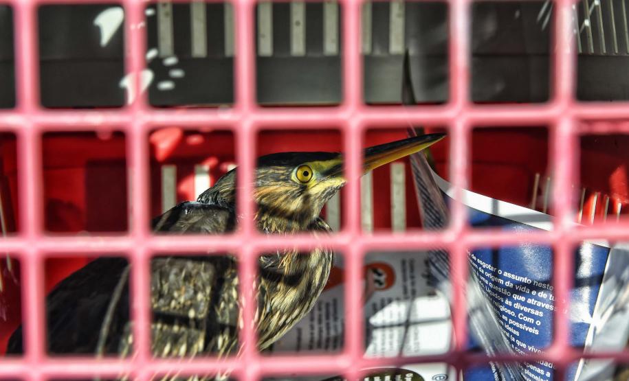 Governo do Estado registrou 6.025 atendimentos à fauna silvestre em 2025, um aumento de 61% em relação ao ano anterior.