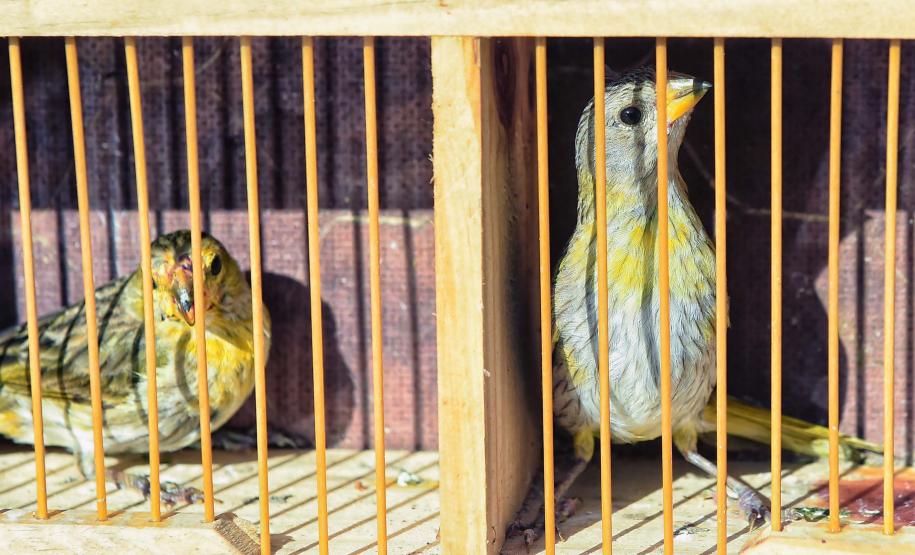 Governo do Estado registrou 6.025 atendimentos à fauna silvestre em 2025, um aumento de 61% em relação ao ano anterior.