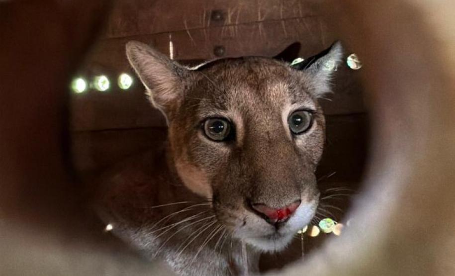 Dois dias depois do resgate, onça-parda retorna à natureza na região de Maringá