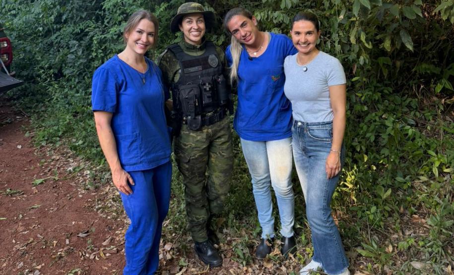 Dois dias depois do resgate, onça-parda retorna à natureza na região de Maringá