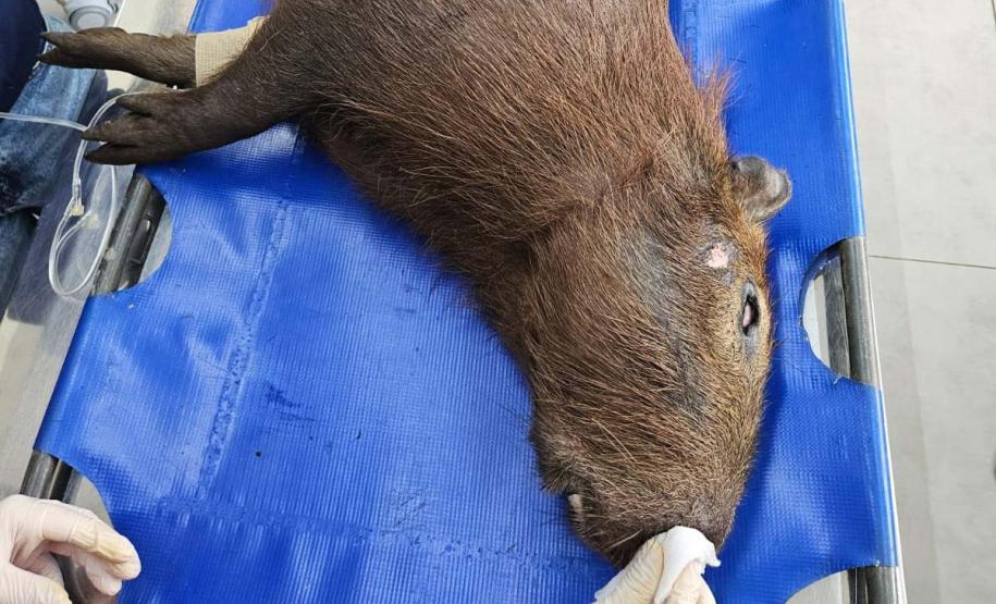 IAT devolve à natureza capivara que foi atropelada no Sudoeste do Paraná