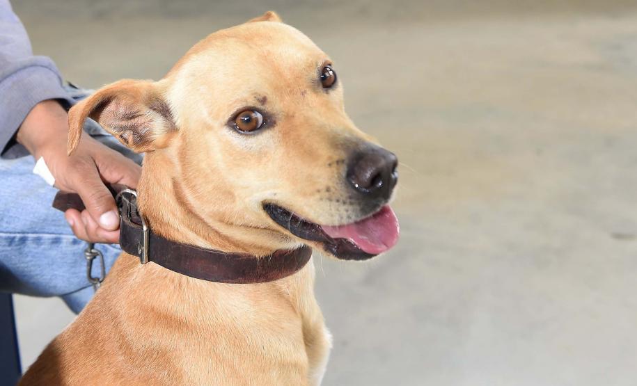 Programa CastraPet Paraná vai beneficiar mais de 8 mil cães e gatos em abril