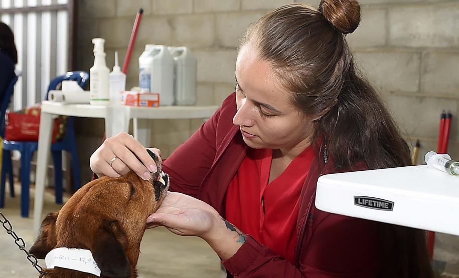 Programa CastraPet Paraná vai beneficiar mais de 8 mil cães e gatos em abril