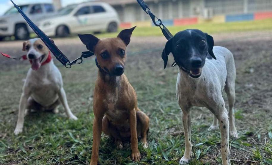 Paraná abre processo seletivo para participação de OSCs no Conselho de Direitos Animais