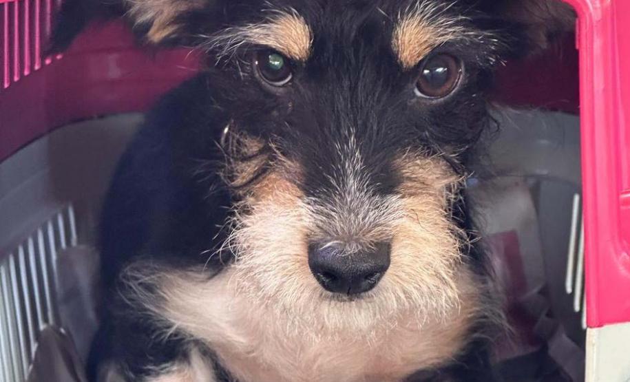 Paraná abre processo seletivo para participação de OSCs no Conselho de Direitos Animais