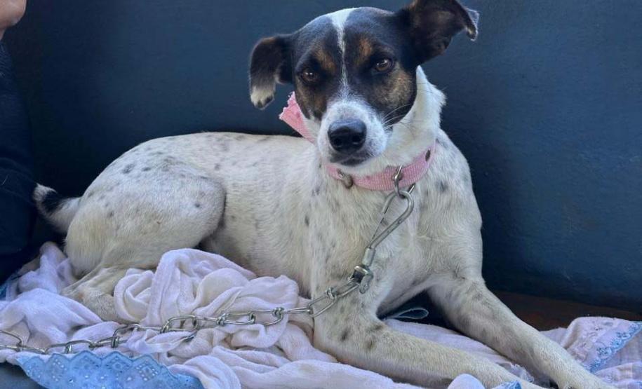 Paraná abre processo seletivo para participação de OSCs no Conselho de Direitos Animais