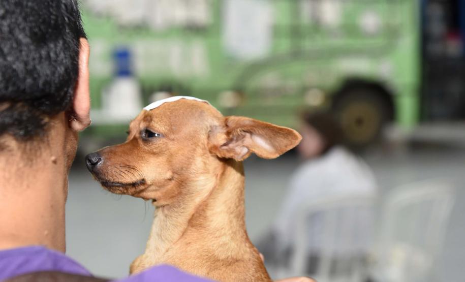 Programa CastraPet Paraná vai beneficiar mais de 8 mil cães e gatos em abril