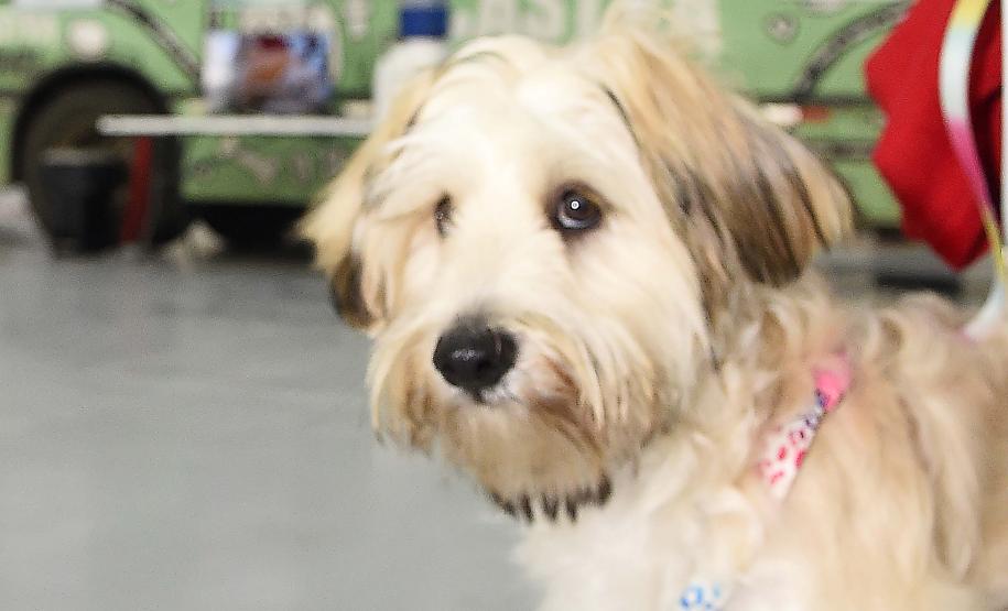 Programa CastraPet Paraná vai beneficiar mais de 8 mil cães e gatos em abril