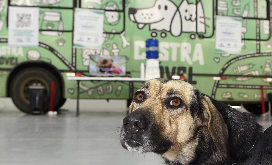 Programa CastraPet Paraná vai beneficiar mais de 8 mil cães e gatos em abril