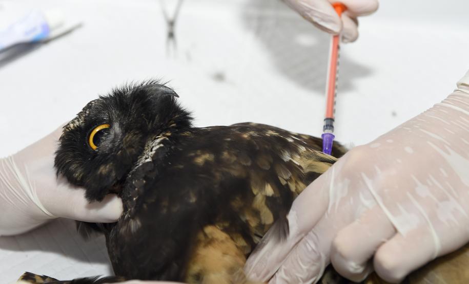 IAT reforça parceria com a Unicentro para atendimento à fauna silvestre