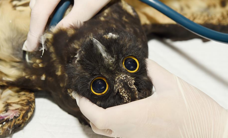 IAT reforça parceria com a Unicentro para atendimento à fauna silvestre