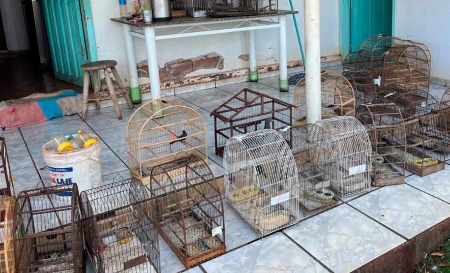Operação integrada entre IAT e Polícia Civil resgata 42 aves de cativeiro em Assis Chateaubriand