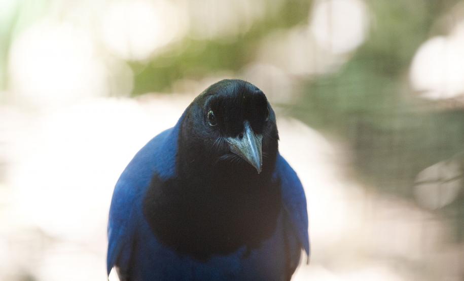 Gralha-azul resgatada pelo IAT vai integrar programa de reprodução do Zoo de Curitiba