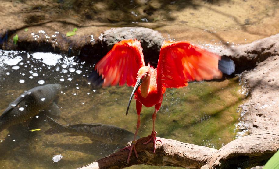 Inscrições abertas para Organizações da Sociedade Civil que desejam compor o Conselho Estadual de Proteção à Fauna Nativa