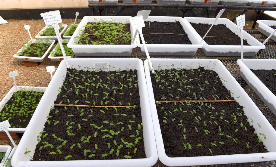 Estado vai ampliar em 20% as espécies de mudas ofertadas à população até 2027