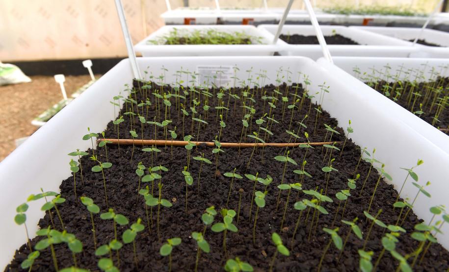 Estado vai ampliar em 20% as espécies de mudas ofertadas à população até 2027