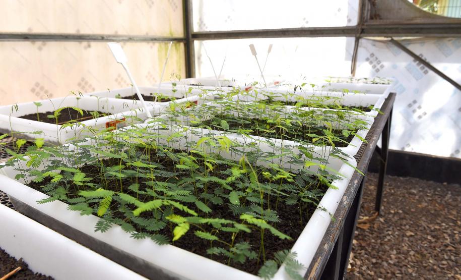Estado vai ampliar em 20% as espécies de mudas ofertadas à população até 2027