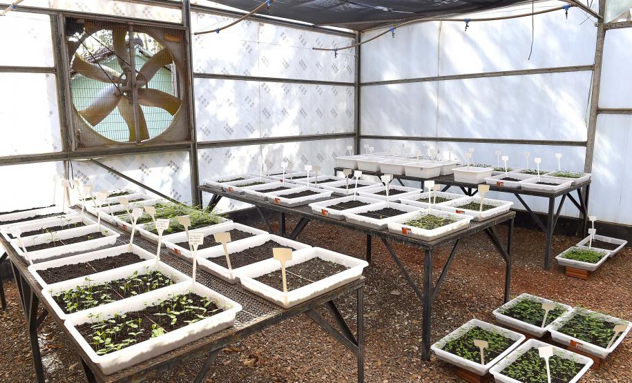 Estado vai ampliar em 20% as espécies de mudas ofertadas à população até 2027