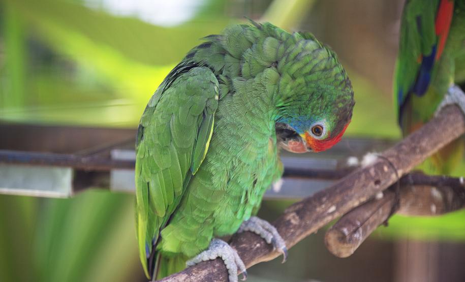 IAT reforça cuidados para a criação de animais silvestres de forma legal