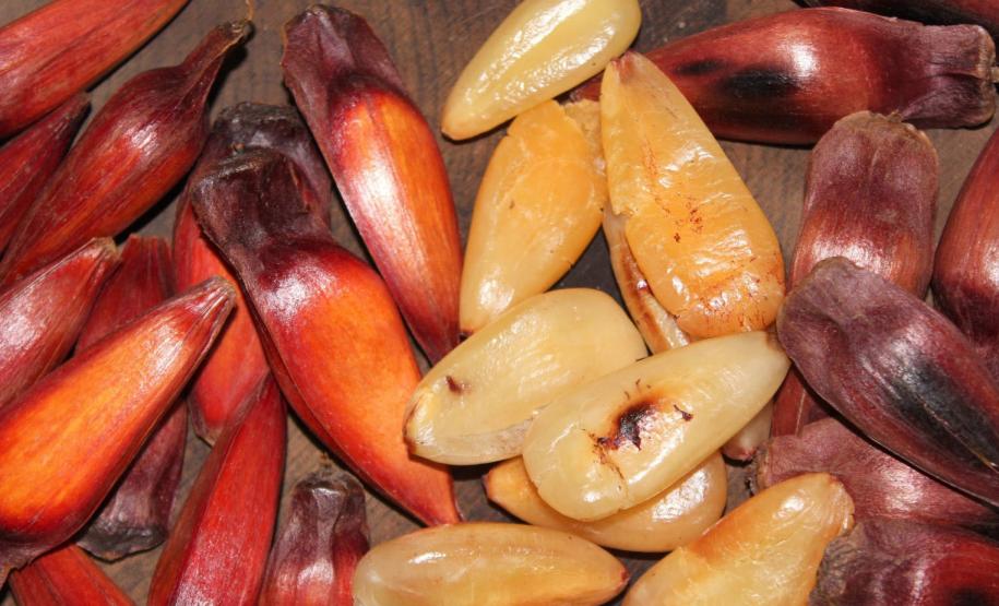 IAT reforça mudança na temporada do pinhão: venda começa em 15 de abril