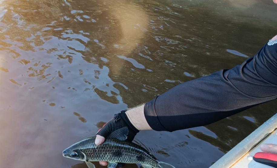 IAT apreende 222 quilos de peixe e aplica R$ 169,2 mil em multas durante a Piracema