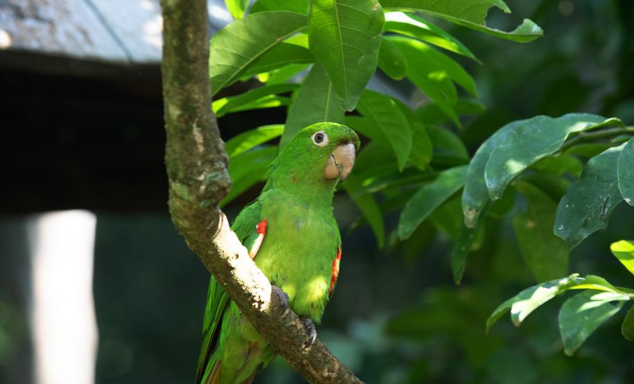 IAT reforça cuidados para a criação de animais silvestres de forma legal